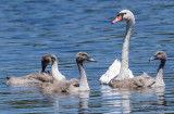 Mute Swan with cignets