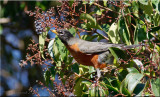 American Robin