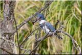 Belted Kingfisher with crayfish