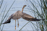 Great Blue Heron, flight