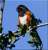 Spotted Towhee