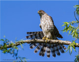 Coopers Hawk - juvenile