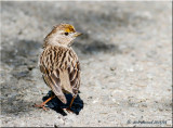 Golden-crowned Sparrow