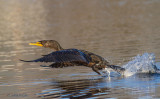 Double-crested Cormorant