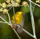 Wilsons Warbler