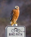 Red-shouldered Hawk