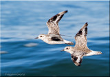 wings of a Sanderling