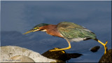 Green Heron