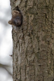 Pine Marten / Boommarter