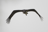 Black Stork / Zwarte Ooievaar