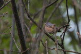 Western Subalpine Warbler / Westelijke Baardgrasmus