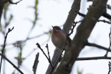 Western Subalpine Warbler / Westelijke Baardgrasmus