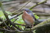 Western Subalpine Warbler / Westelijke Baardgrasmus