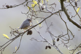 Western Subalpine Warbler / Westelijke Baardgrasmus