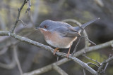 Western Subalpine Warbler / Westelijke Baardgrasmus