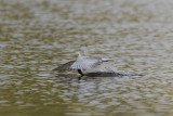 Whiskered Tern / Witwangstern