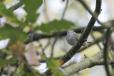 Eastern Crowned Warbler / Kroonboszanger
