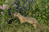 Europisches Ziesel (Spermophilus citellus)