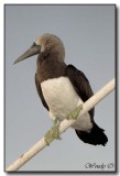 Blue Footed Boobie