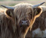 Oi! Get your hair cut!