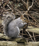 Mr Squirrel - 3 DSC_8719.jpg