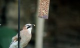 Family mealtimes - 6 DSC_9244.jpg