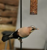 Hungry Jay - 2 DSC_1424.jpg