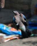 DSC_1517.jpg