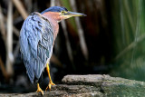 IMG_3450 copy.jpg