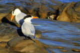 IMG_7411 copy.jpg
