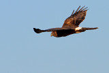 IMG_5044 copy s.jpg