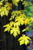 5598-Valley-Maple-showing-off.jpg