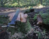 4 Saw - 30 Tree