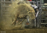Dusty Bull