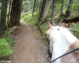 Packwood Lake Trail