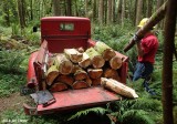 Picking up firewood