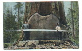 18 diameter at the cut and the saw is about 22 long