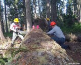 3ft log with 5ft saw, No problem
