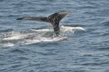 Cape Ann Whale Watch, '13