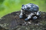 Im Lichen This Toad