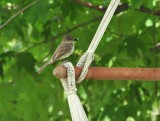 Momma Bird with Meal?