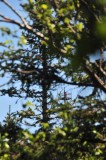 A Glimpse of the Fire Tower