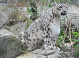 Snow Leopard Looking Around
