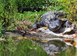 Gator Awaits Kayaker