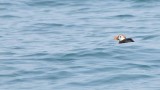 Puffin Floating