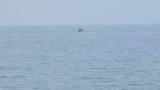 First Sight of Whale!