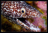 Spotted Moray