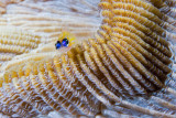 Peppermint Goby