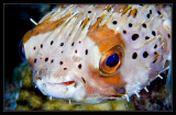 Balloonfish