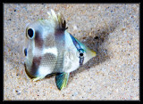 Juvenile Butterfly fish